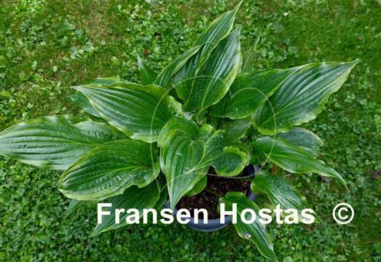 Hosta That's the Spirit